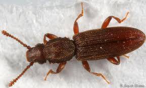 Oryzaephilus Surinamenis