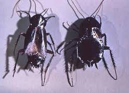 Lepisma saccarina 2