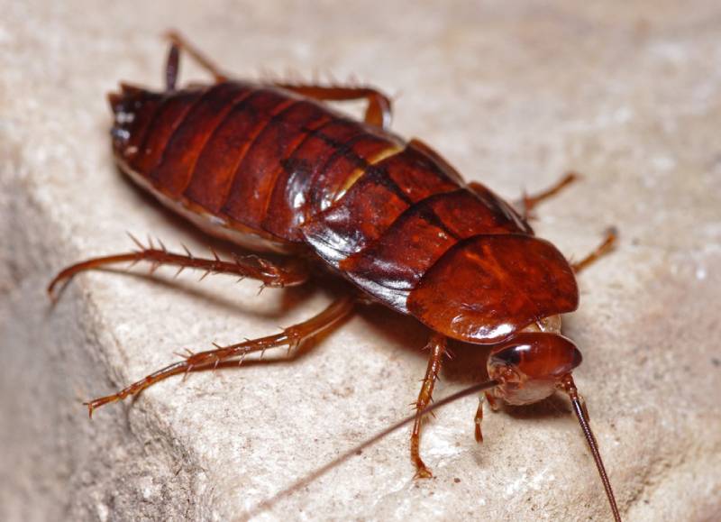Lepisma saccarina