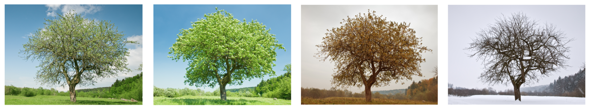 Ventilation For All Seasons Picture of Tree across Four Seasons