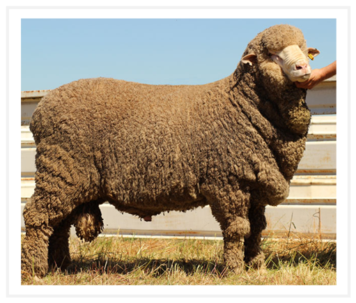 big sheep