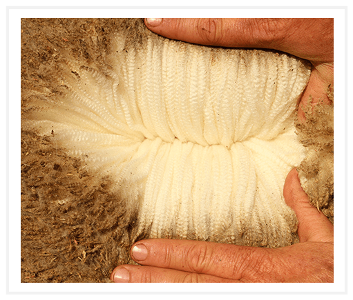thick brown wool