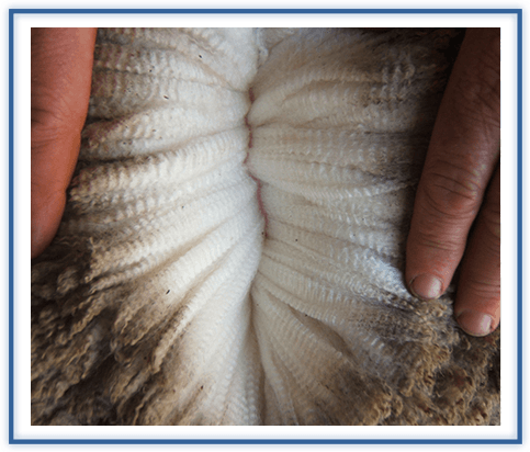 thick brown wool