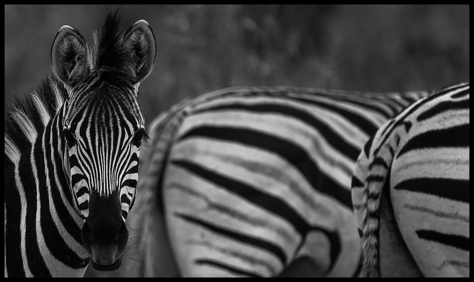 zebra  zwart wit