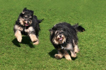 secure kennels