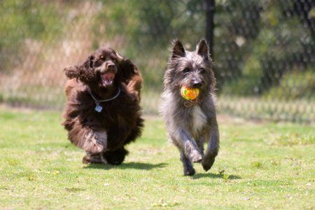 outdoor kennels
