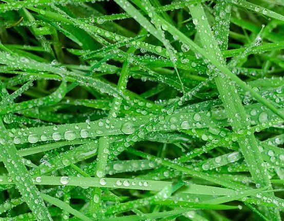 grass