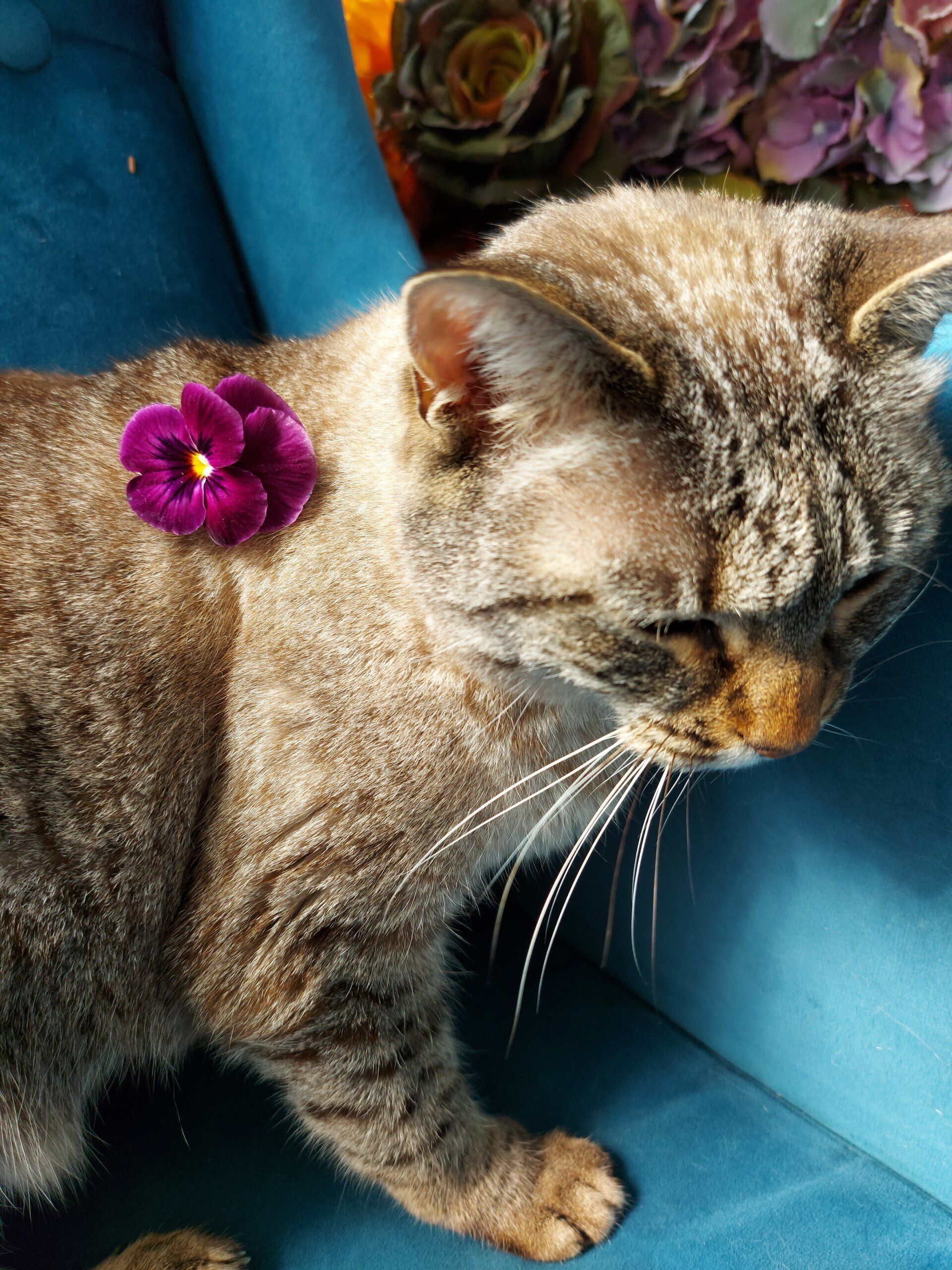 Gatto tigrato su un divano blu con un fiore viola sulla schiena