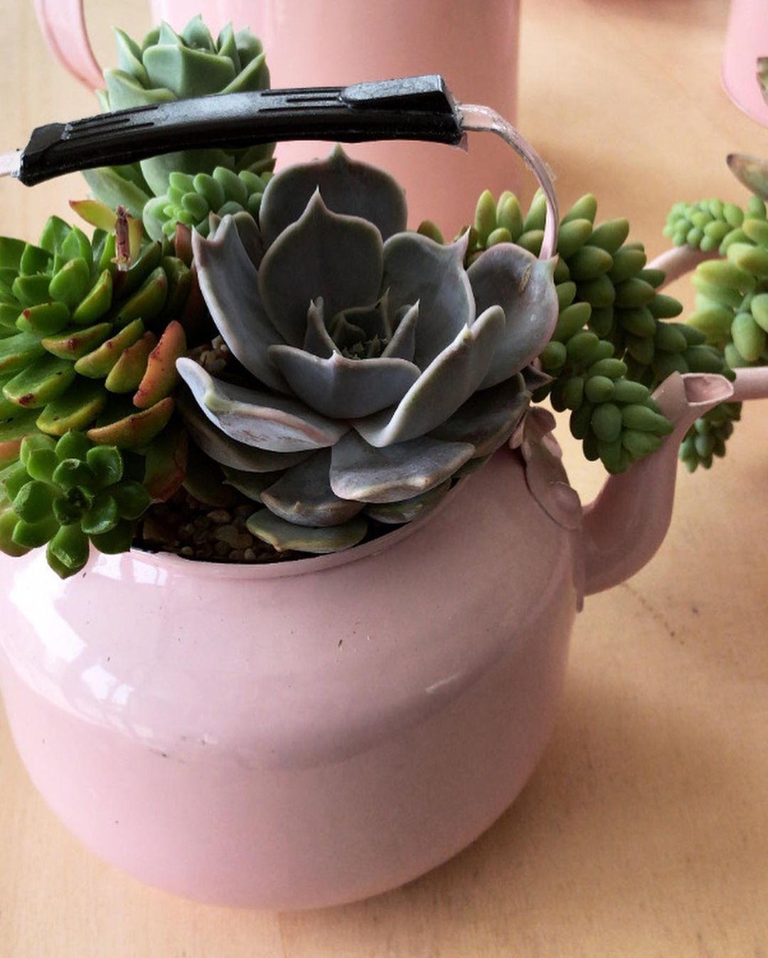 Vaso da fiori rosa a forma di tazza con una succulenta grigia e piante rampicanti verdi su un tavolo.