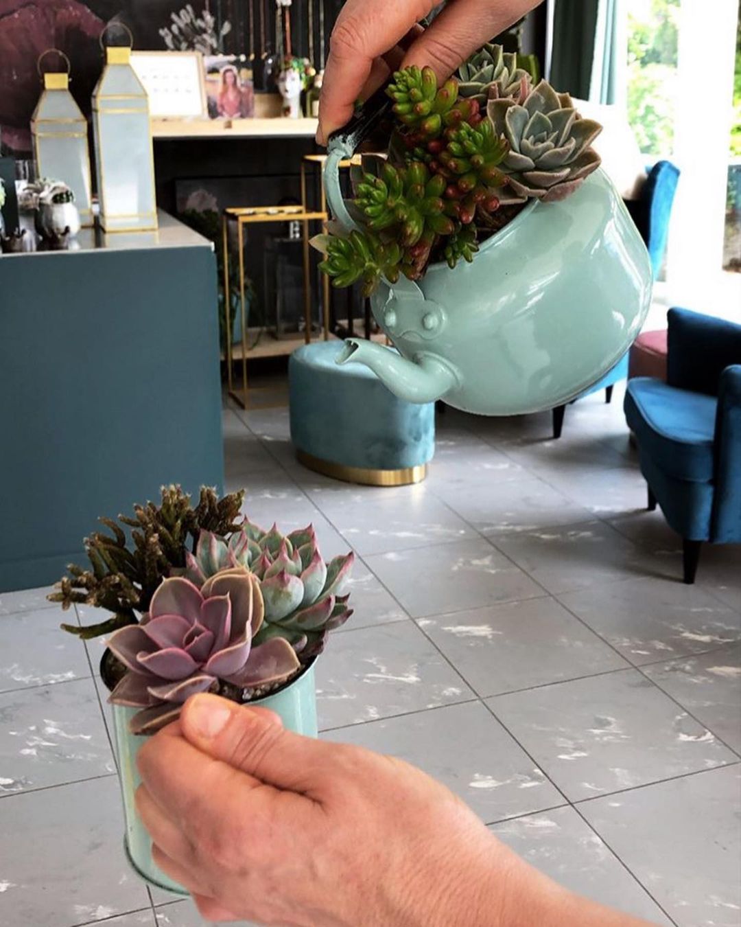 Mani che reggono piccole piante grasse in un negozio moderno al coperto, con un grande vaso turchese sullo sfondo.