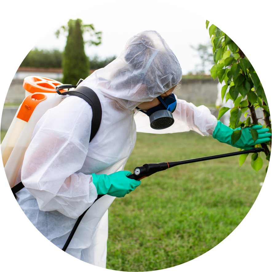 A person in a protective suit is spraying a tree with a sprayer.