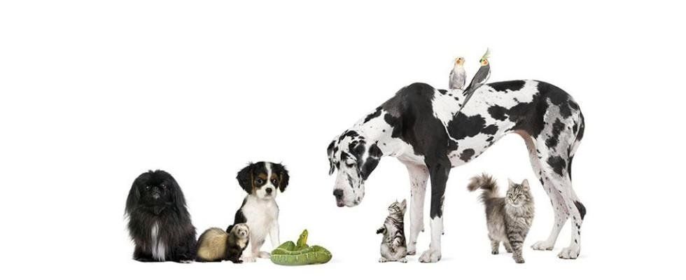 ambulatorio per animali