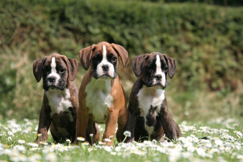 Allevamento e Cuccioli Boxer in Basilicata