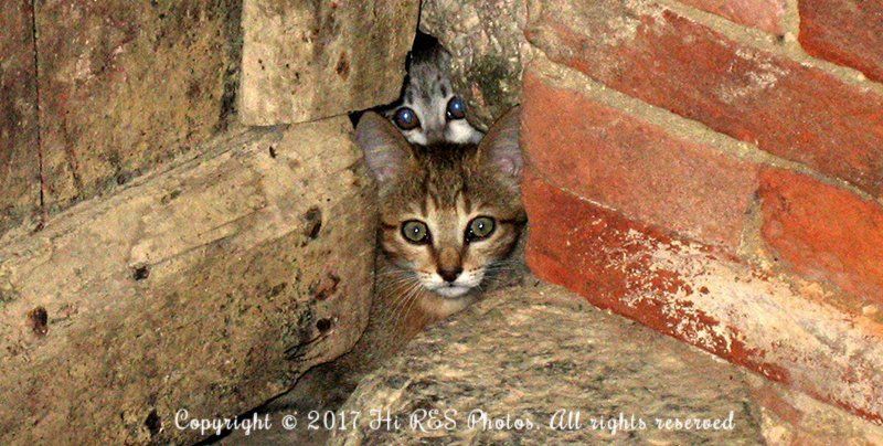 Two cats are peeking out of a hole in a brick wall.