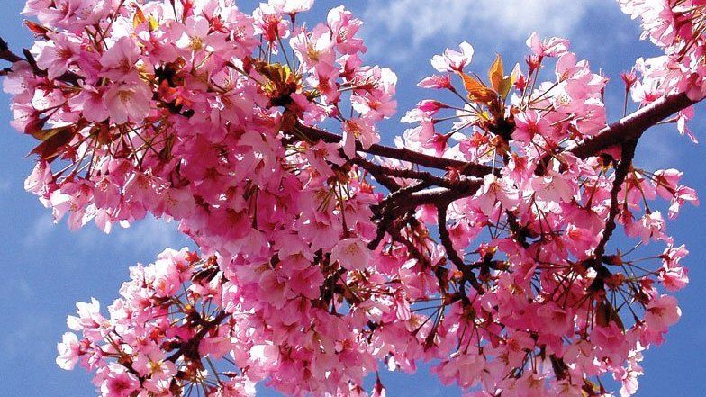 A tree with pink flowers against a blue sky