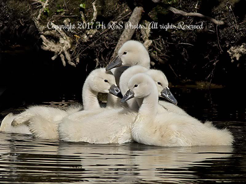 A group of baby swans are swimming in the water.