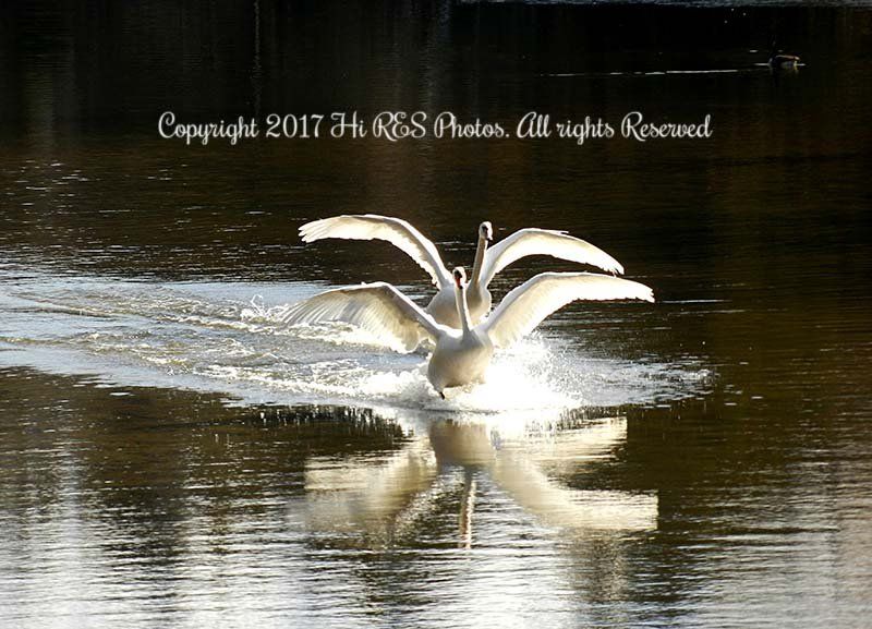 A swan is swimming in the water with its wings outstretched