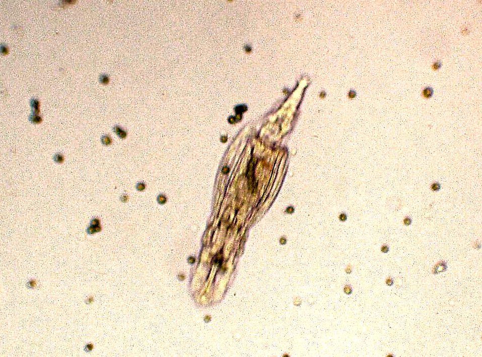 A close up of a worm under a microscope on a white surface.