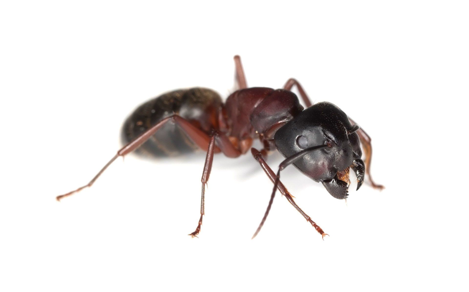 Outer Banks — Carpenter Ant Isolated in White Background in Point Harbor, NC