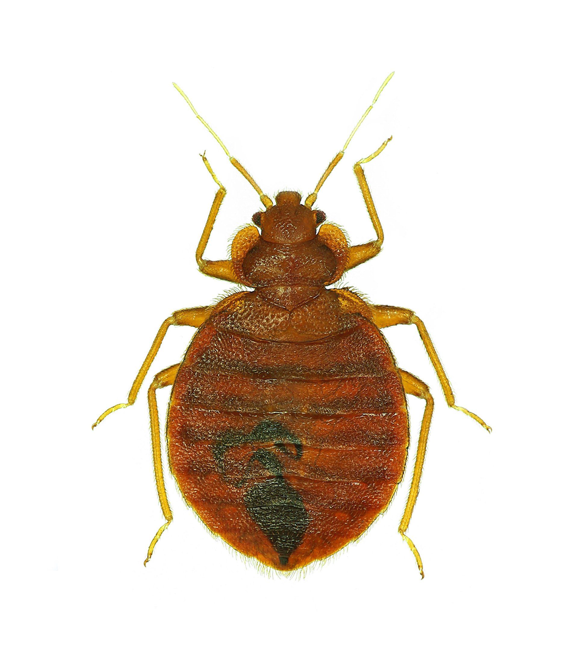 Bed Bugs — Bed Bugs Isolated in White Background in Point Harbor, NC