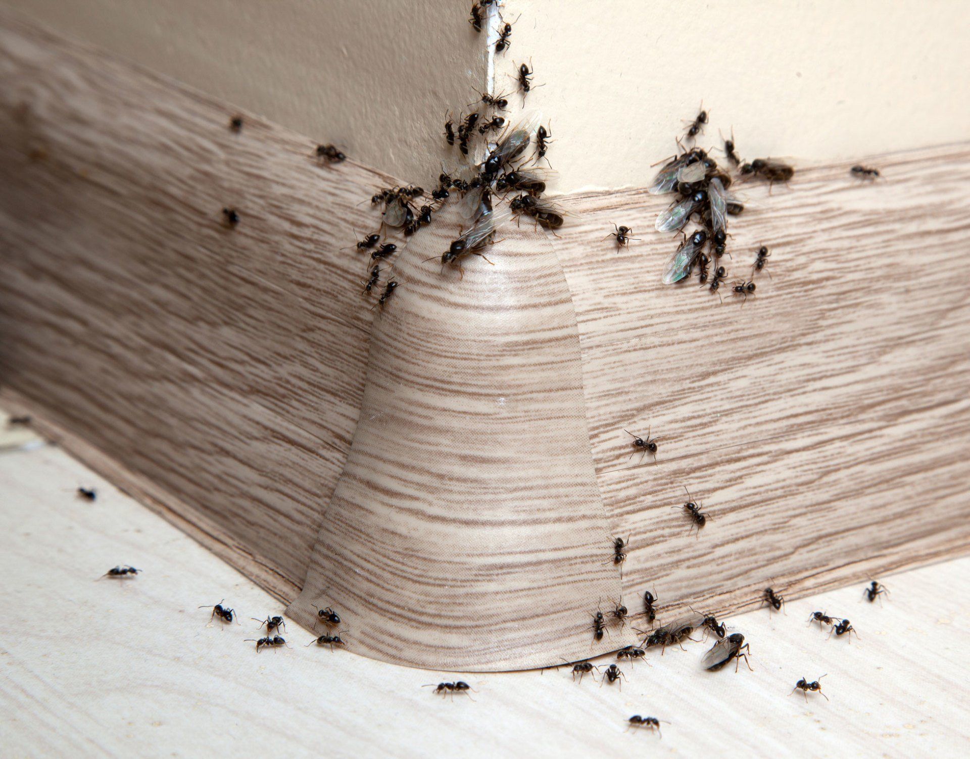 Ants — Group of Ants in the Wall Inside the House in Point Harbor, NC Ants — Group of Ants in the Wall Inside the House in Point Harbor, NC