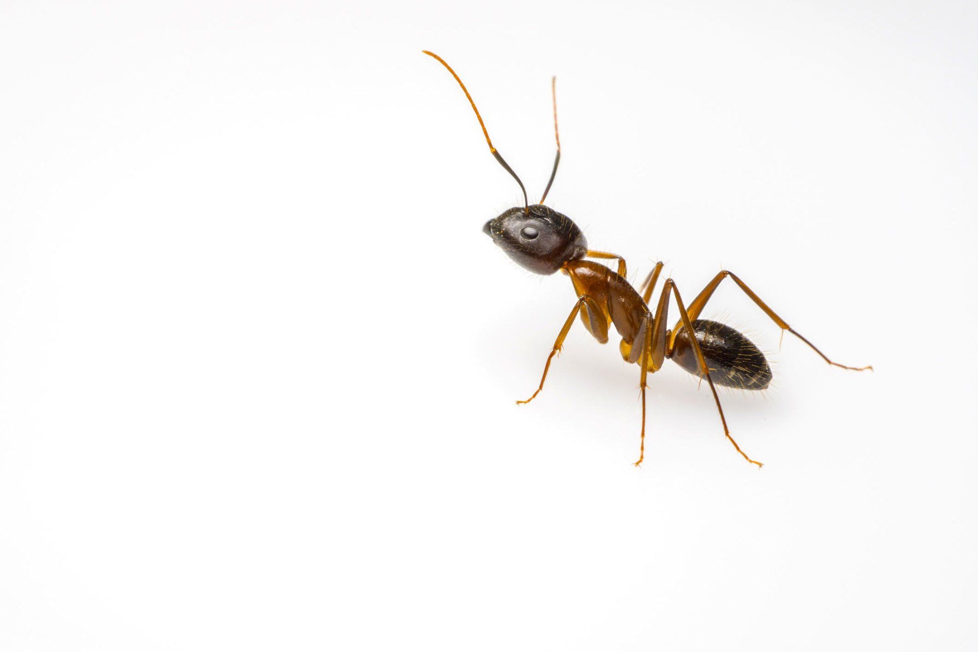 Green Cleaning — Ant Isolated in White Background in Point Harbor, NC
