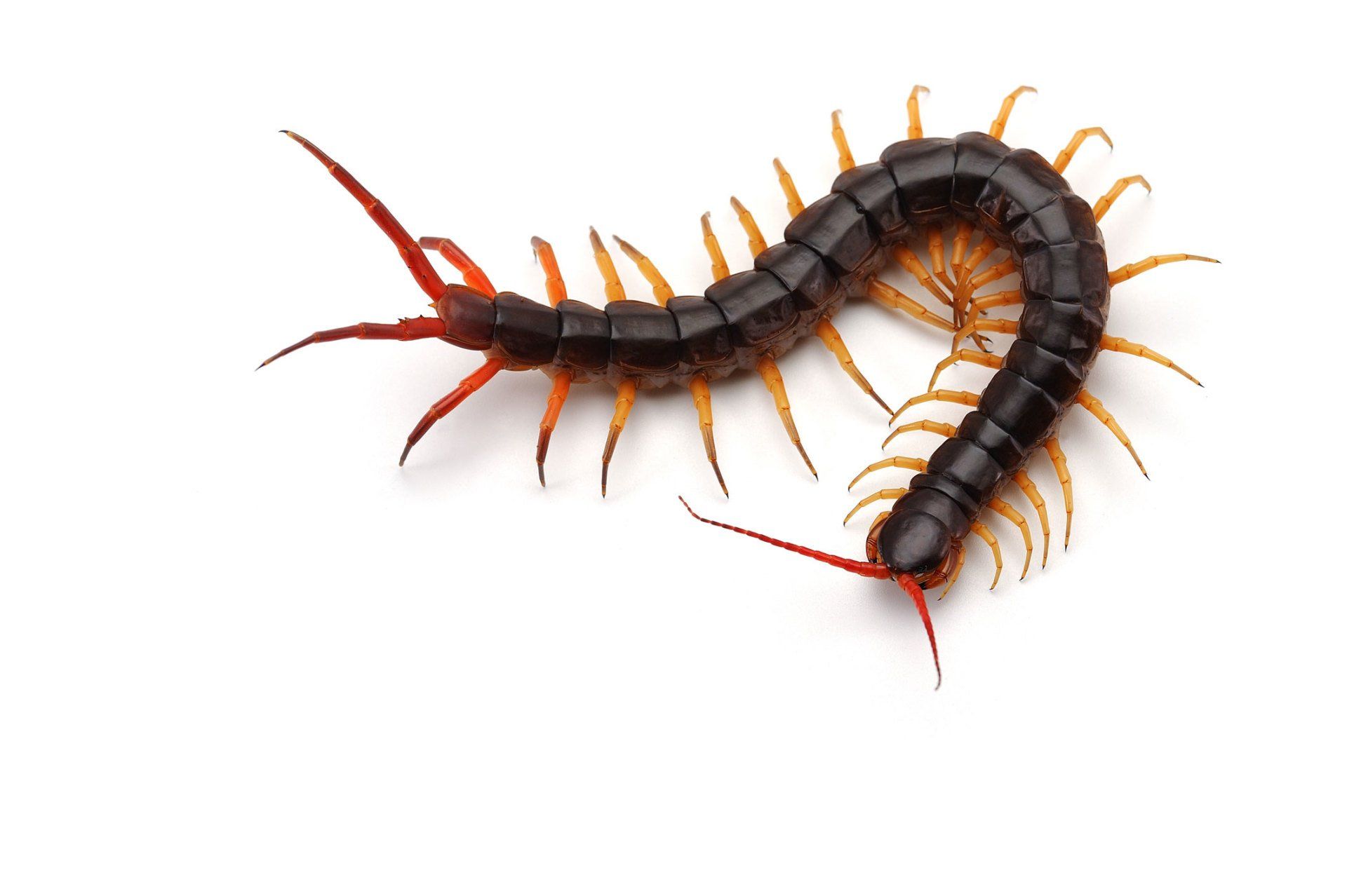 Centipede Isolated in White Background — Point Harbor, NC — Aero Pest Control