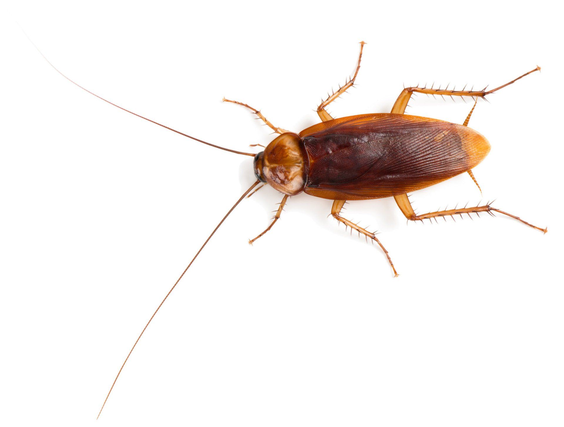 Roaches — American Cockroach Isolated in White Background in Point Harbor, NC
