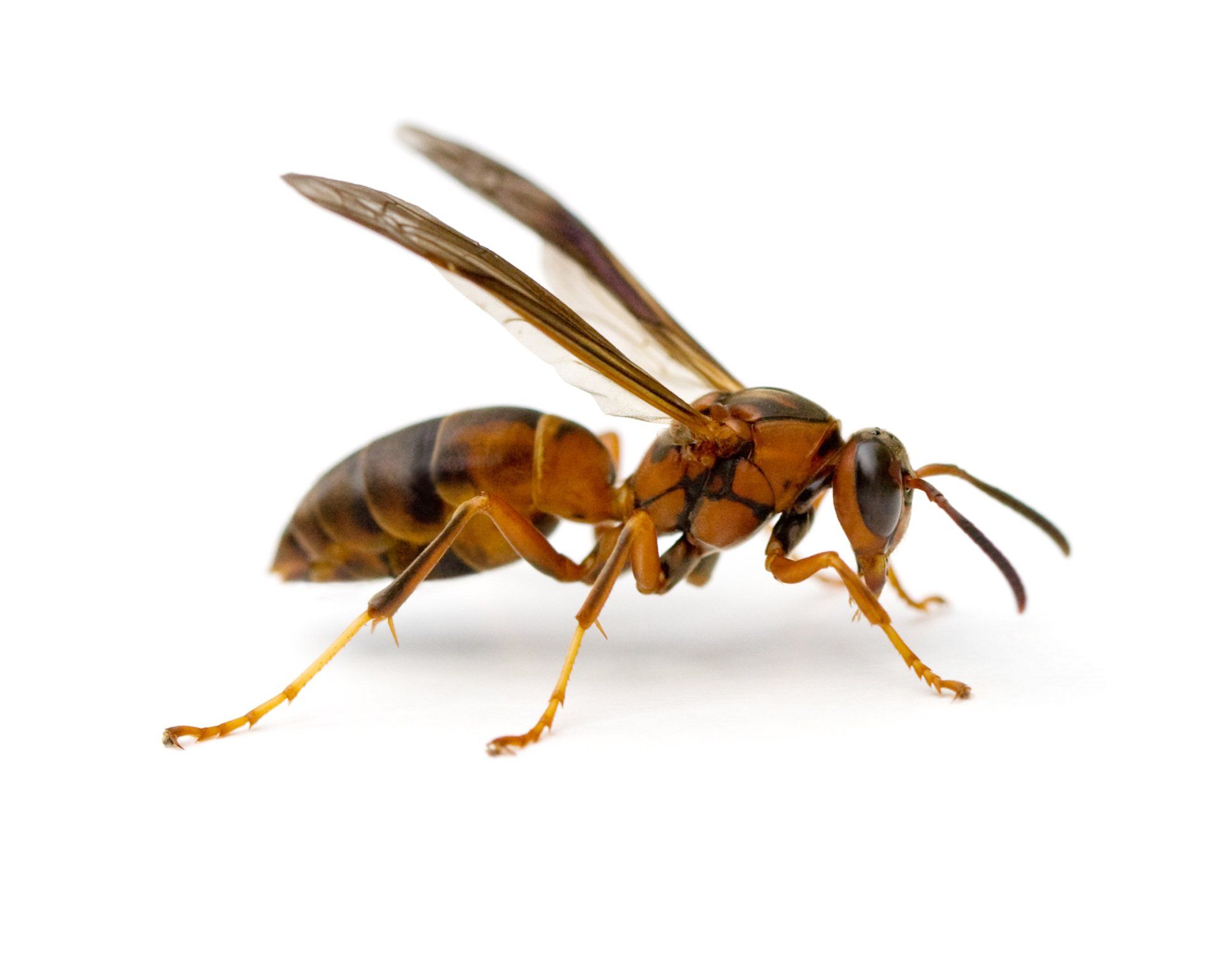 Wasps — Wasps Isolated in White Background in Point Harbor, NC