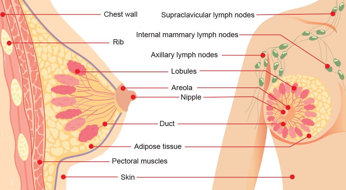 Breast Anatomy