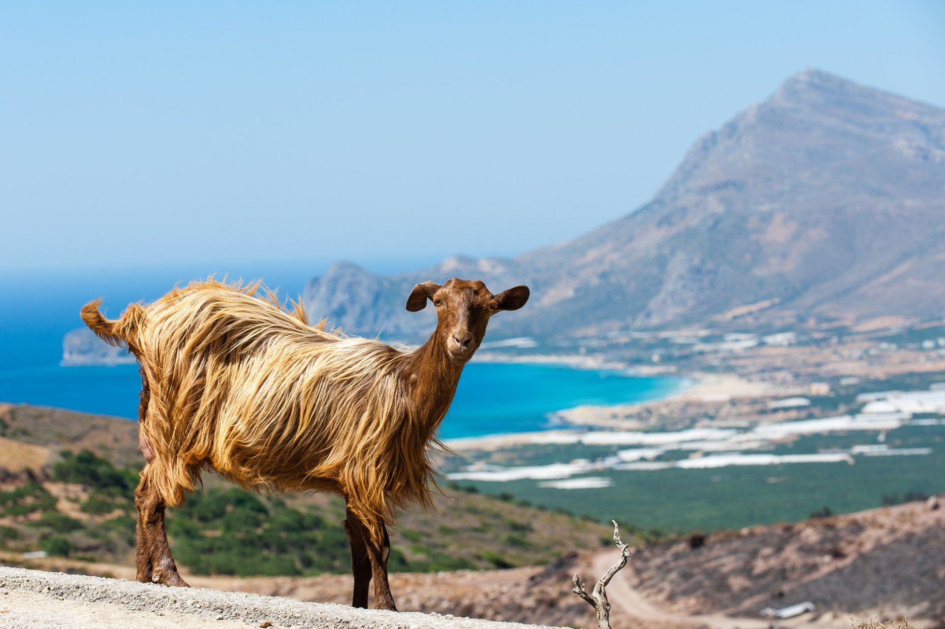 A goat is standing on a hill overlooking the ocean.