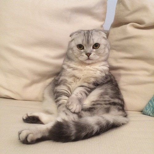 Cat Sitting — Happy Kitten Getting Stroked by Woman in Boston, MA Cat Sitting — Happy Kitten Getting Stroked by Woman in Boston, MA
