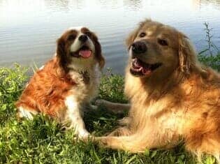 Pet Services — Dogs by the Lake in Boston, MA