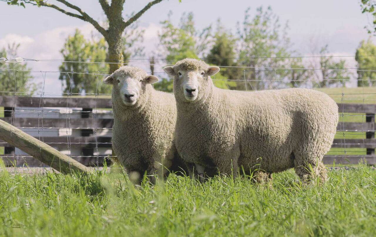 Two sheep in a field - Brown Glassford and Co - Farming Accountants Christchurch