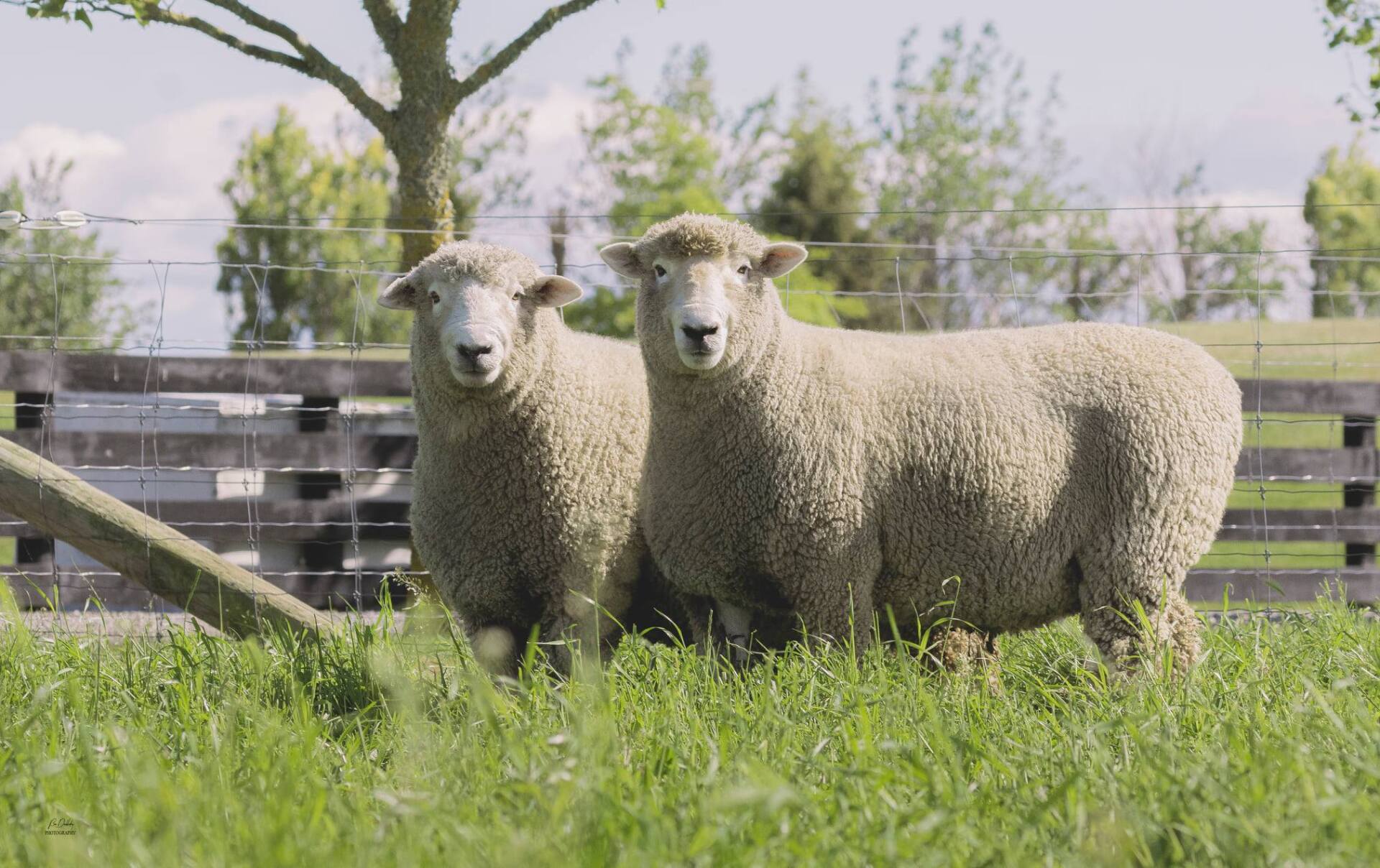 Two sheep are standing next to each other in a grassy field.
