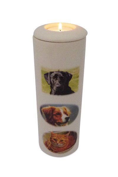 foto urn hond en kat