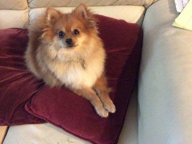 Jake the Pomeranian