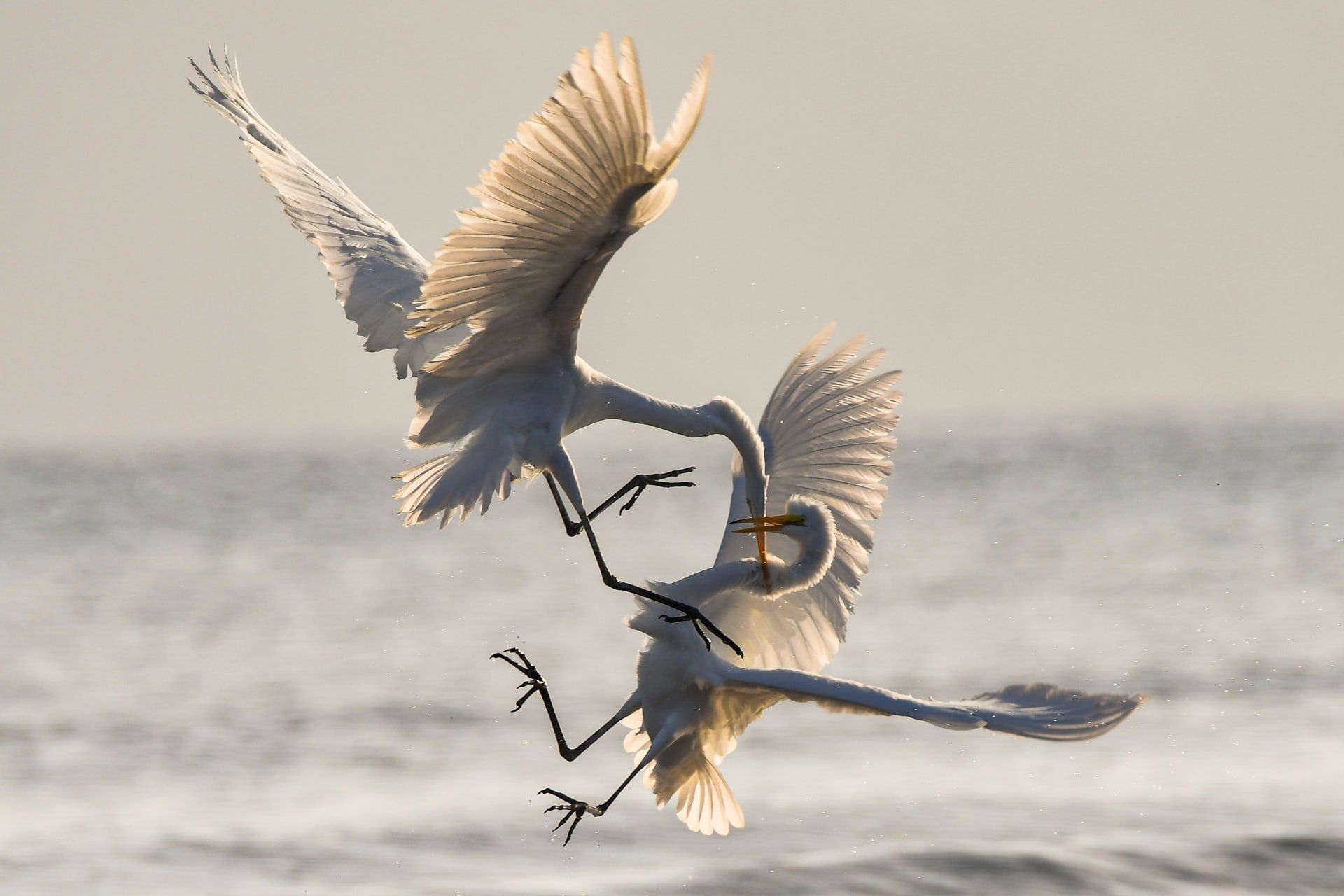 A pair of swans fighting