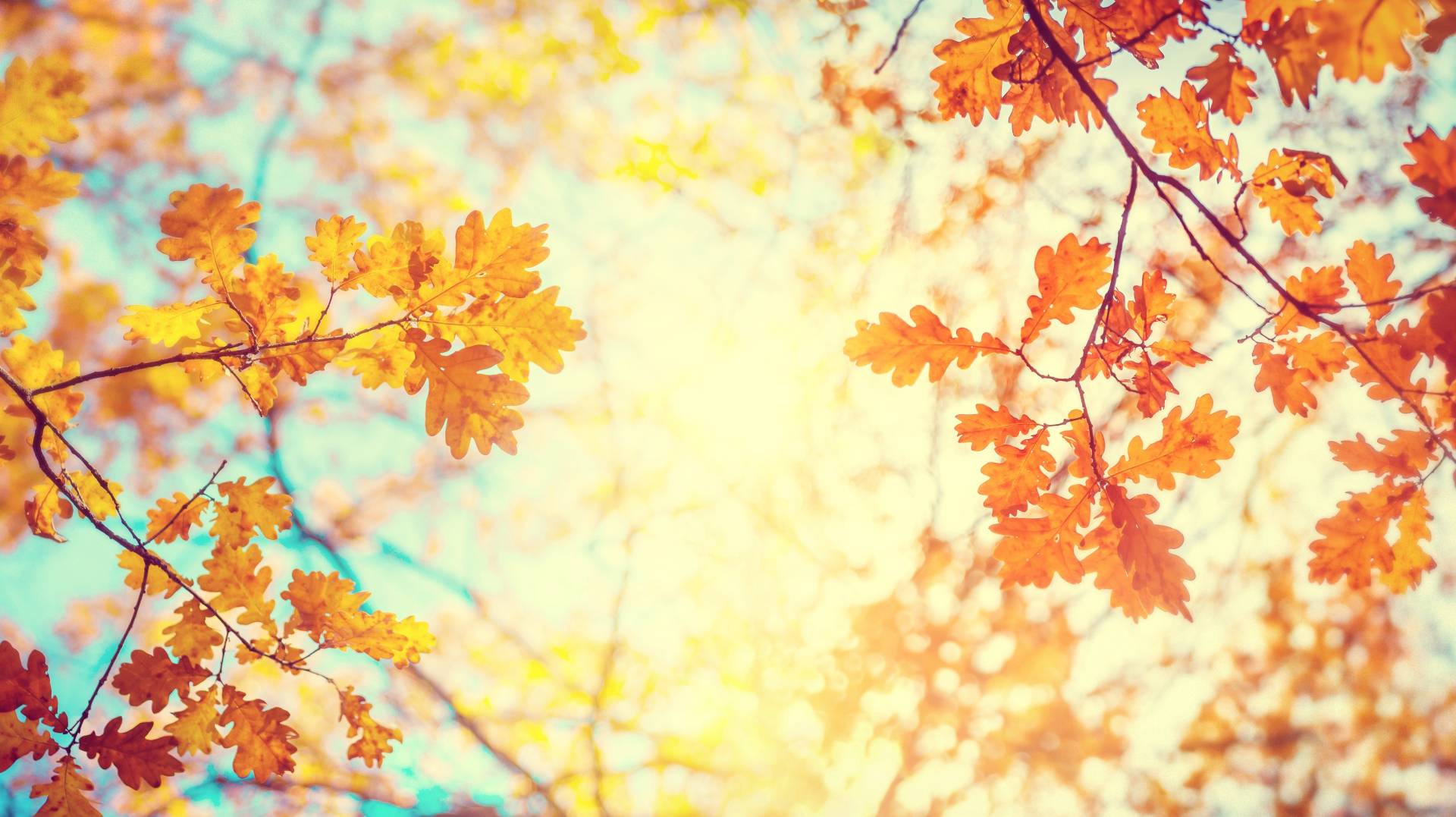 Alberi