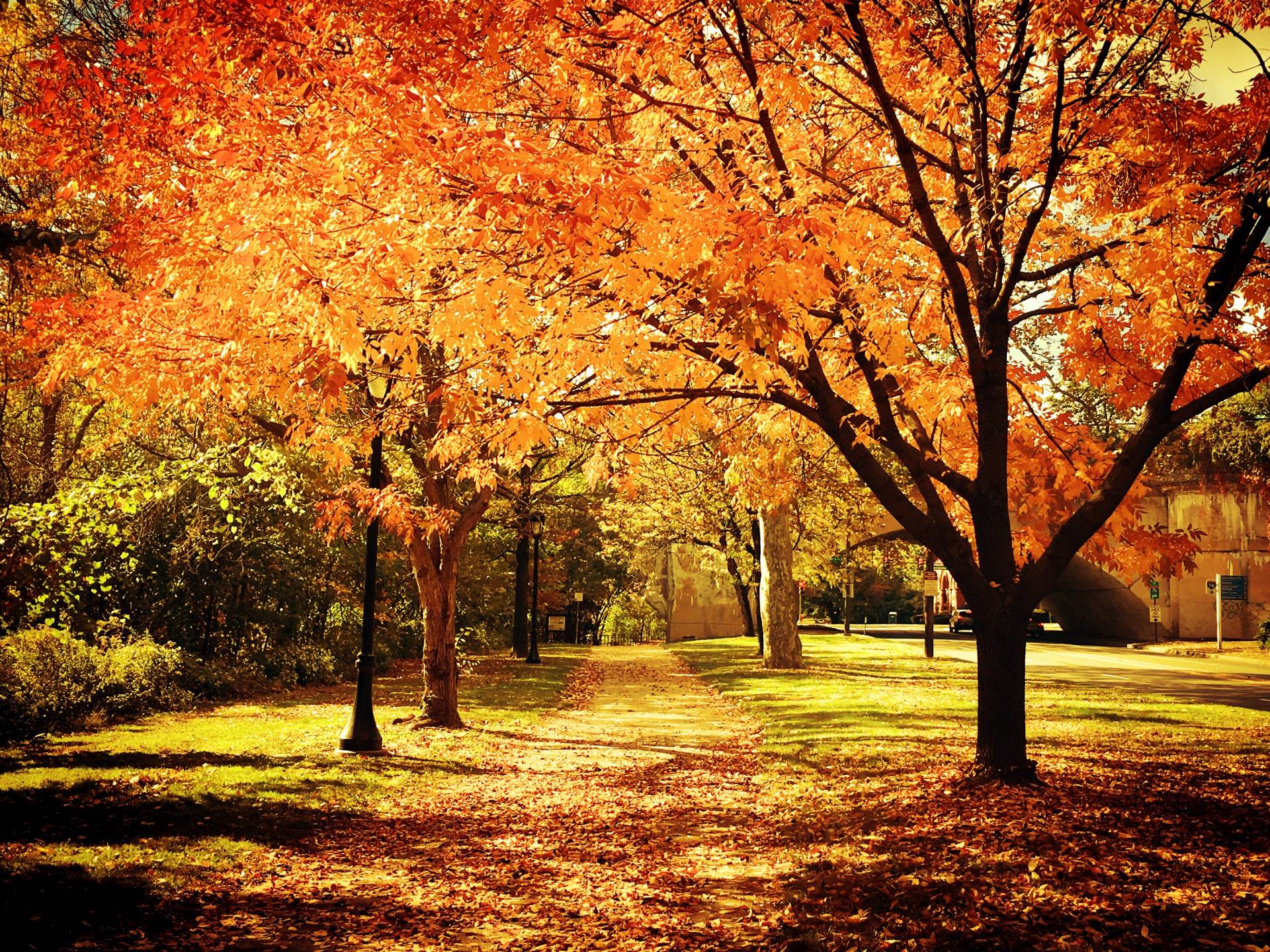 Viale alberato