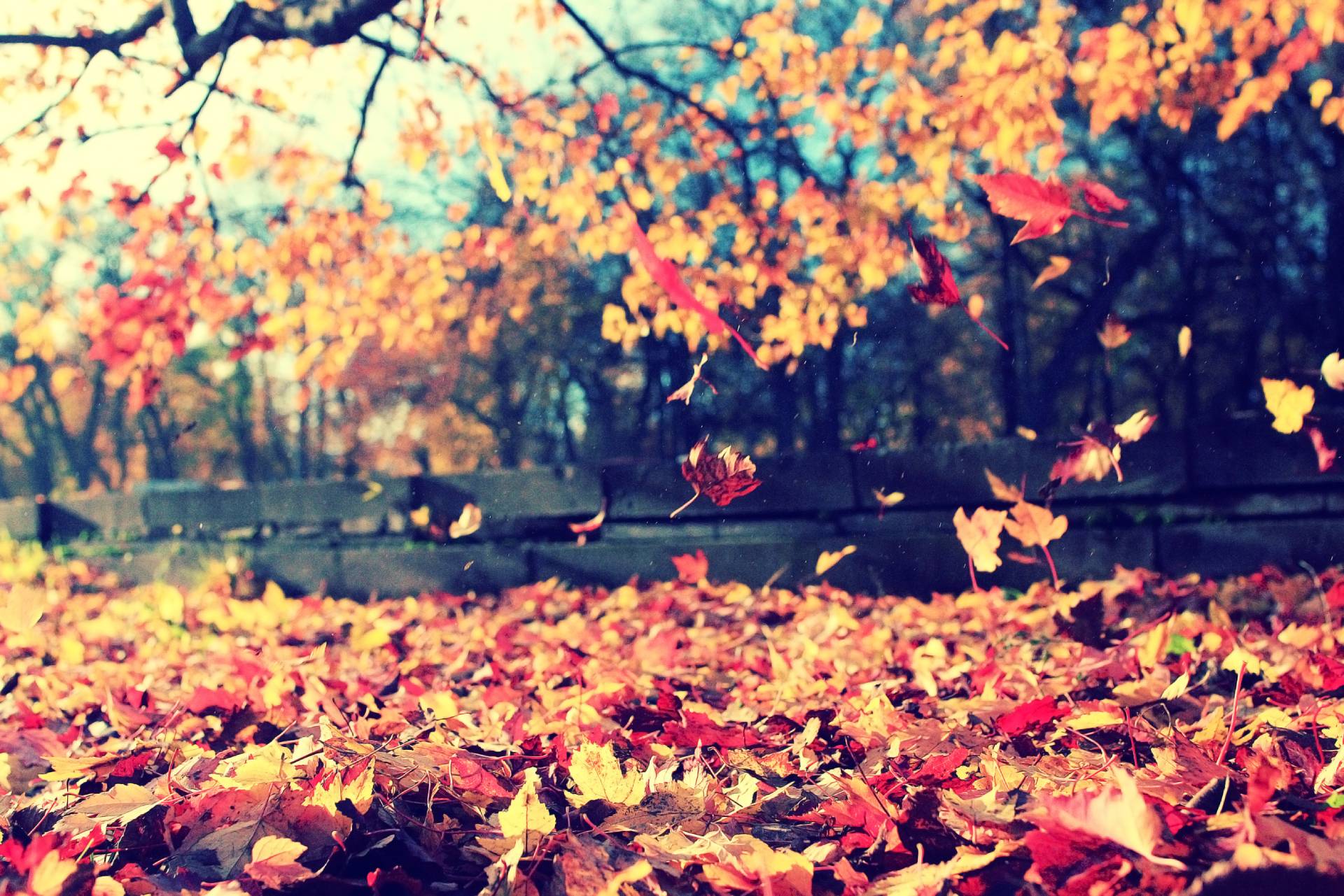 Leaves