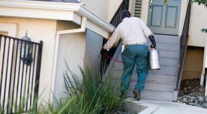 termite pest control