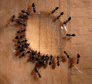 interior treatment pests
