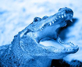 A close up of a crocodile with its mouth open