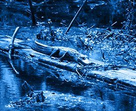 An alligator is laying on a log in the water