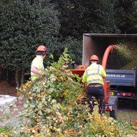tree-surgery-oakenshaw-redditch-amies-tree-care-stump-grinding