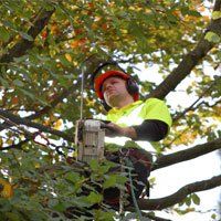 tree-surgeon-oakenshaw-redditch-amies-tree-care-hedge-trimming