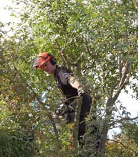 tree-care-oakenshaw-redditch-amies-tree-care-tree-surgeons tree-care-oakenshaw-redditch-amies-tree-care-tree-surgeons