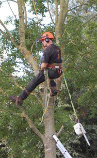 tree-surgeon-oakenshaw-redditch-amies-tree-care-working tree-surgeon-oakenshaw-redditch-amies-tree-care-working