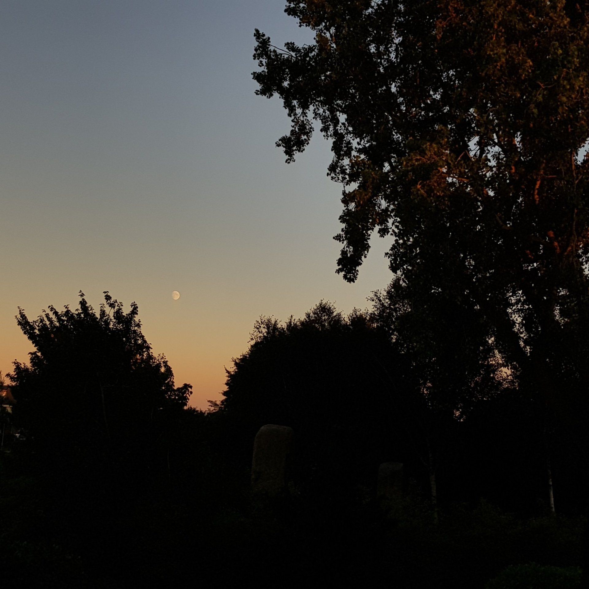 Silhouetten van bomen tegen een schemerige hemel met een glimp van de maan.